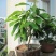 全年开花的花室内树苗耐寒黄角兰白玉兰带花盆栽浓香当年