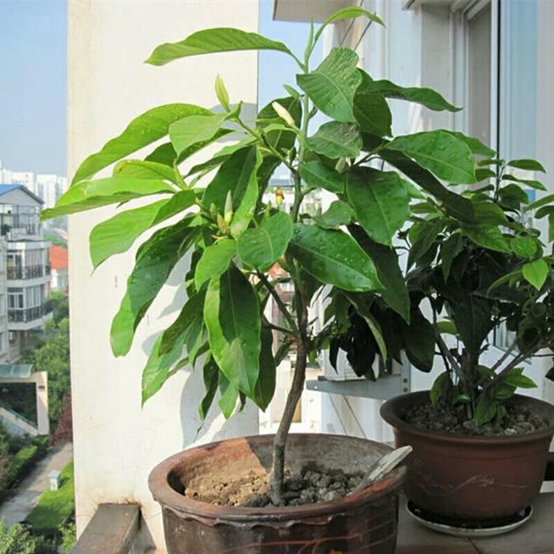 全年开花的花室内树苗耐寒黄角兰白玉兰带花盆栽浓香当年
