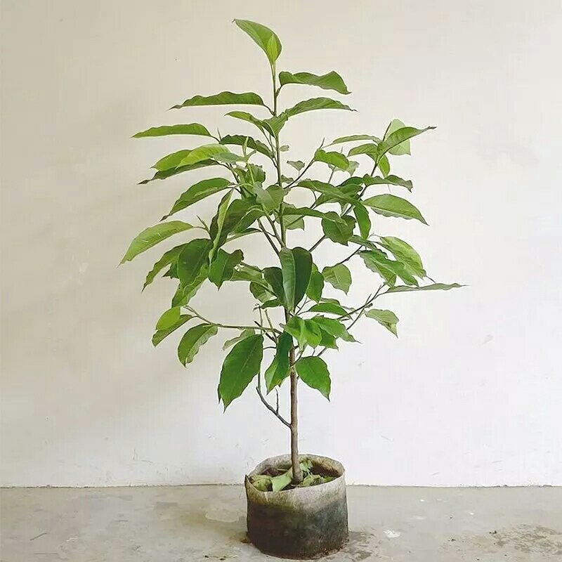 全年开花的花室内树苗耐寒黄角兰白玉兰带花盆栽浓香当年