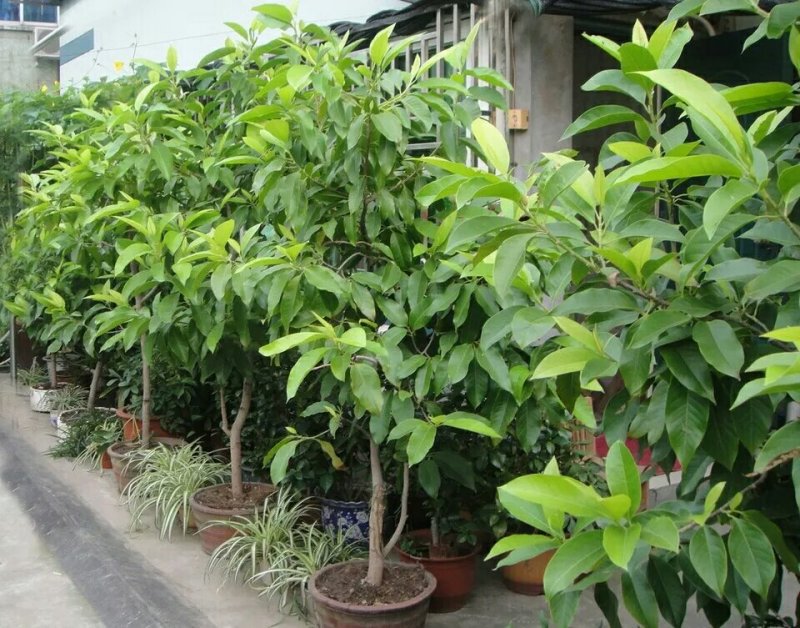 全年开花的花室内树苗耐寒黄角兰白玉兰带花盆栽浓香当年