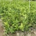 全年开花的花室内树苗耐寒黄角兰白玉兰带花盆栽浓香当年