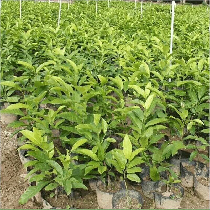 全年开花的花室内树苗耐寒黄角兰白玉兰带花盆栽浓香当年