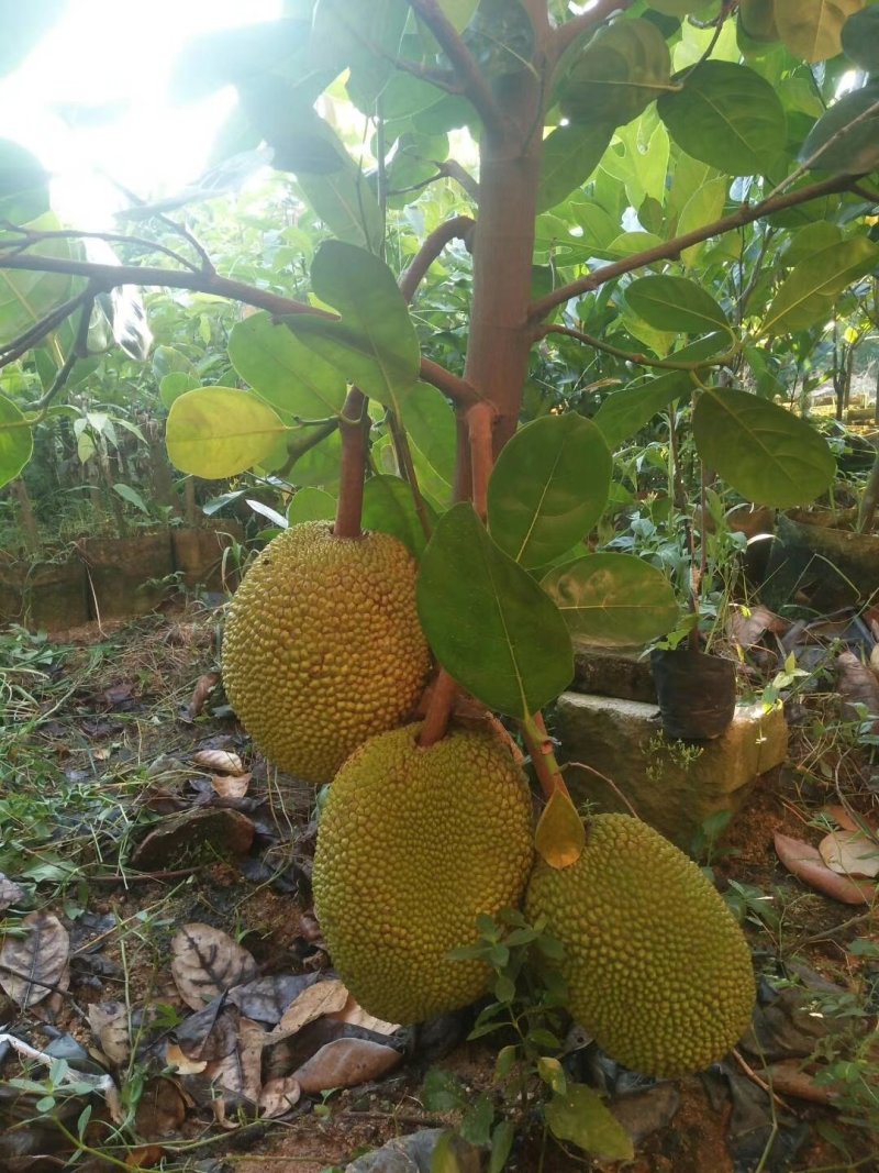 越南红心菠萝蜜苗