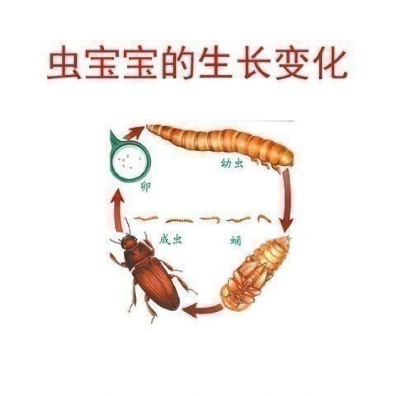 面包虫活体黄粉虫活体包邮