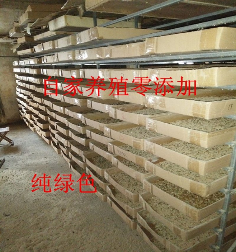 面包虫活体黄粉虫活体包邮