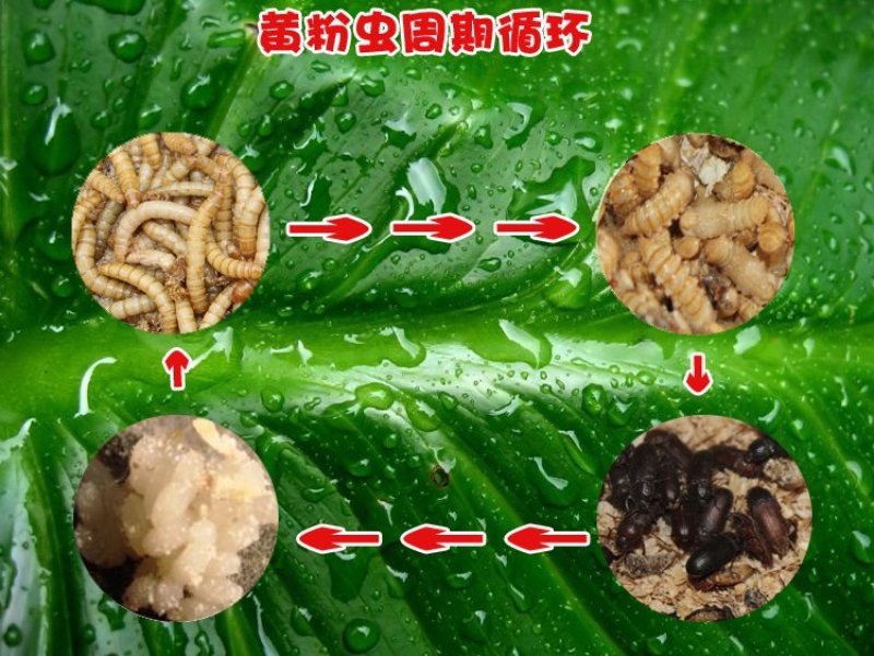 面包虫活体黄粉虫活体包邮