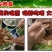 面包虫活体黄粉虫活体包邮