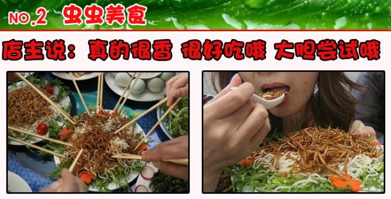 面包虫活体黄粉虫活体包邮