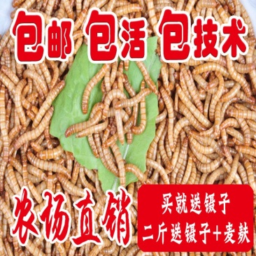 面包虫活体黄粉虫活体
