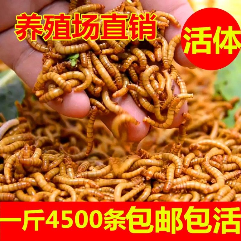 面包虫活体黄粉虫活体