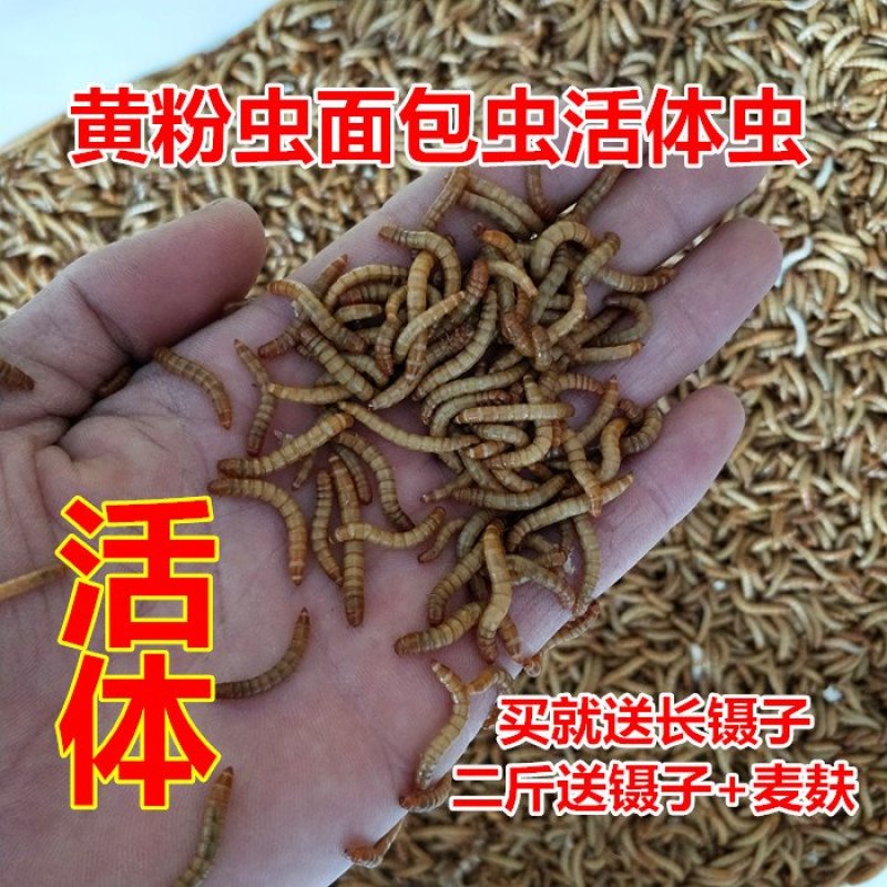 面包虫活体黄粉虫活体