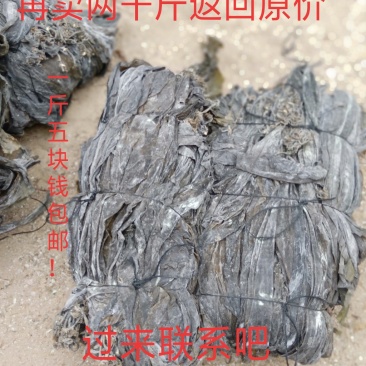 海带干