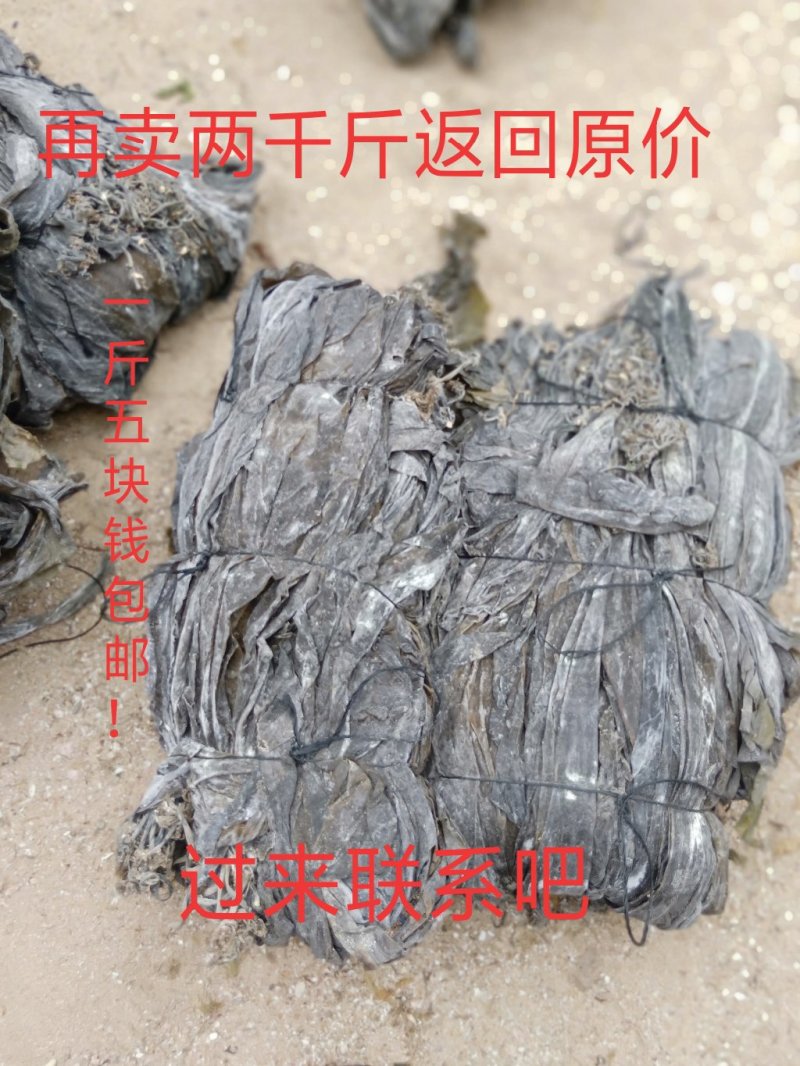 海带干