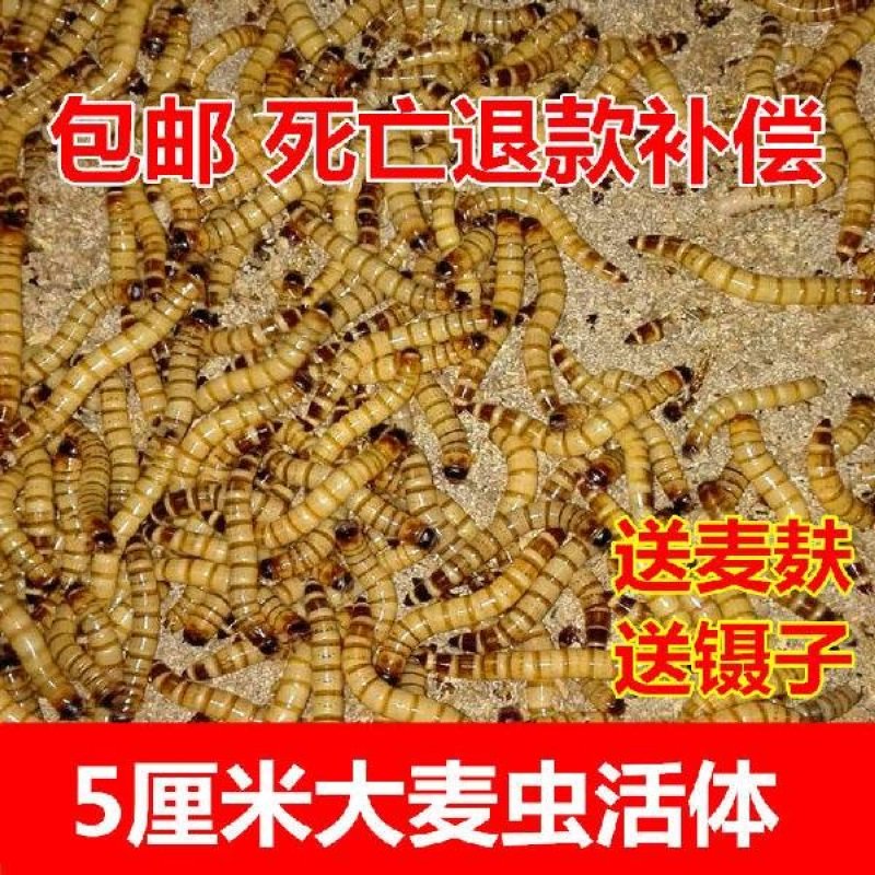 大麦虫活体一斤31元
