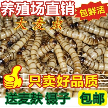 大麦虫活体一斤31元
