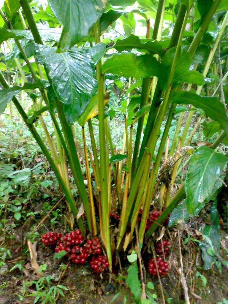 干草果