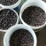 桃金娘原装杯苗1.2公分粗