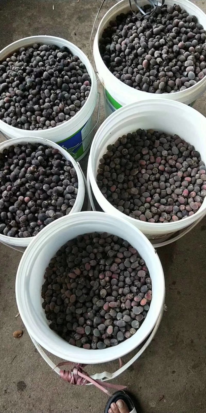 桃金娘原装杯苗1.2公分粗