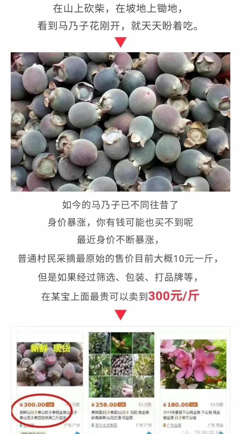 桃金娘原装杯苗1.2公分粗