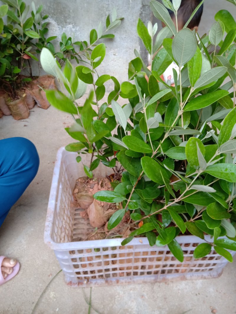 桃金娘杯苗又名山稔子