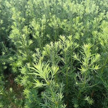 小叶罗汉松苗80cm以上征地复绿