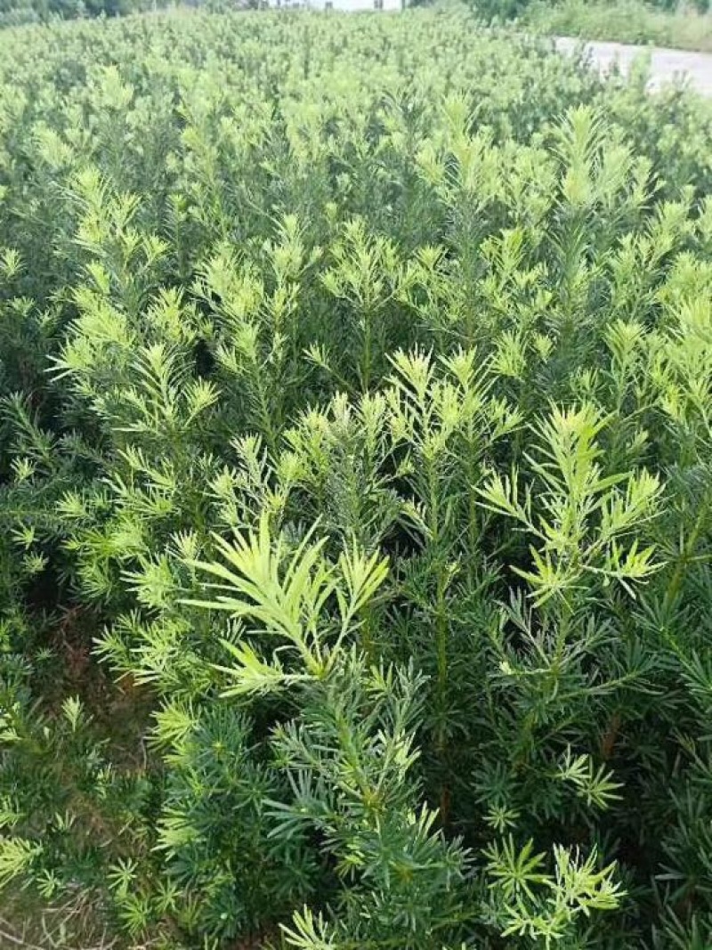 小叶罗汉松苗80cm以上征地复绿