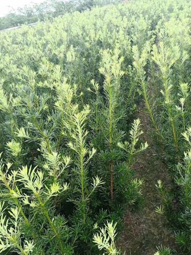 小叶罗汉松苗80cm以上征地复绿