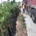 小叶罗汉松苗80cm以上征地复绿