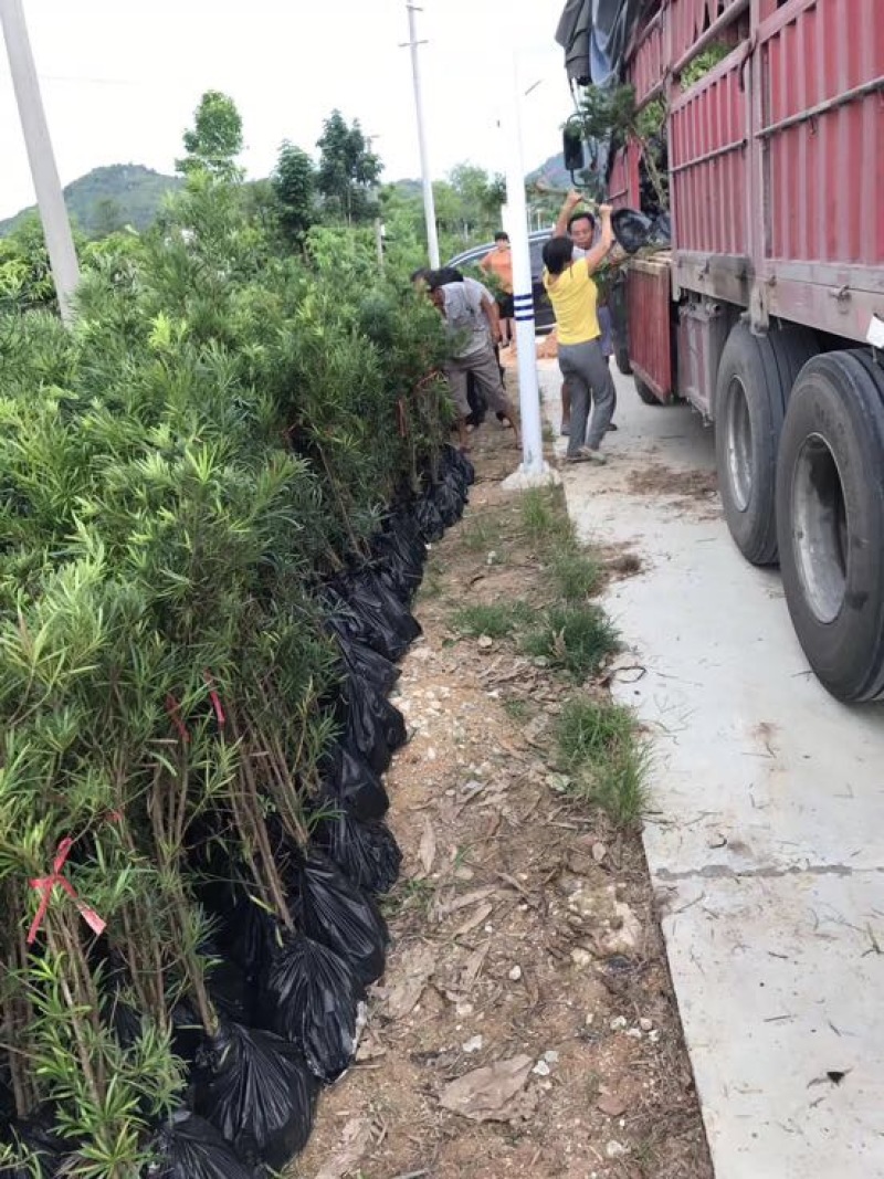 小叶罗汉松苗80cm以上征地复绿