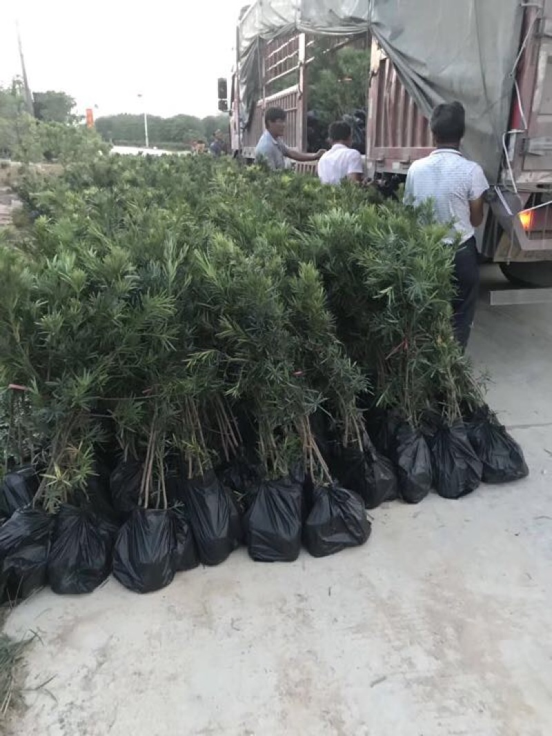 小叶罗汉松苗80cm以上征地复绿