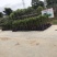 小叶罗汉松苗80cm以上征地复绿