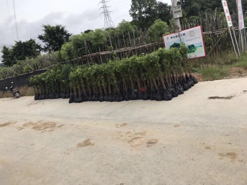 小叶罗汉松苗80cm以上征地复绿