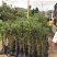 小叶罗汉松苗80cm以上征地复绿