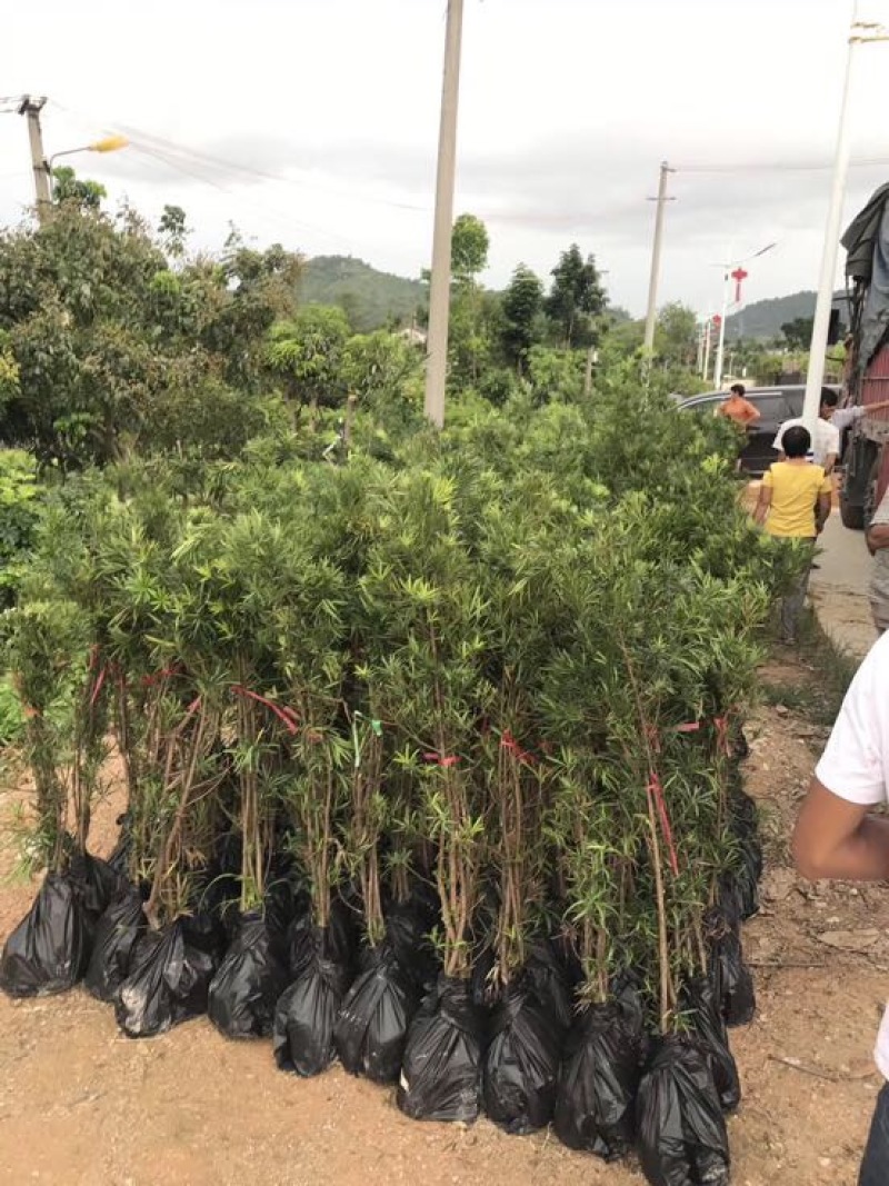 小叶罗汉松苗80cm以上征地复绿