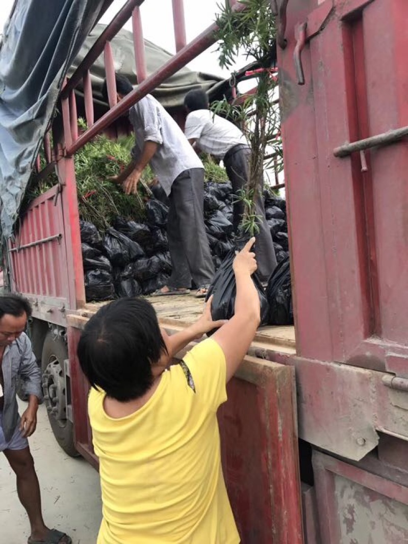 小叶罗汉松苗80cm以上征地复绿