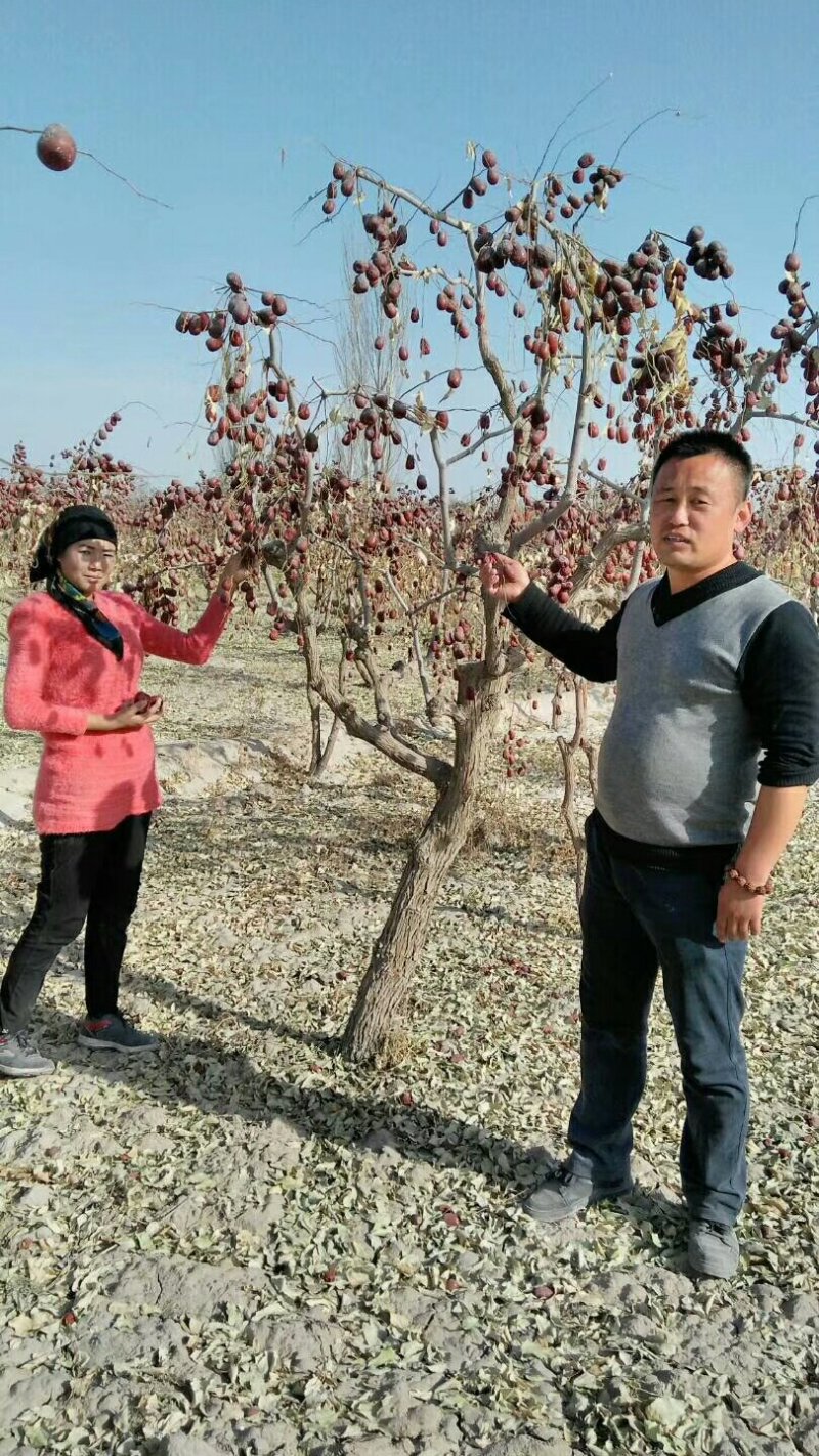 新疆红枣
