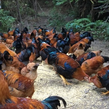 麻鸡6~9月