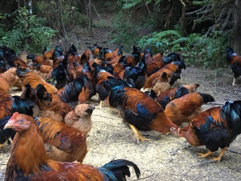 麻鸡6~9月