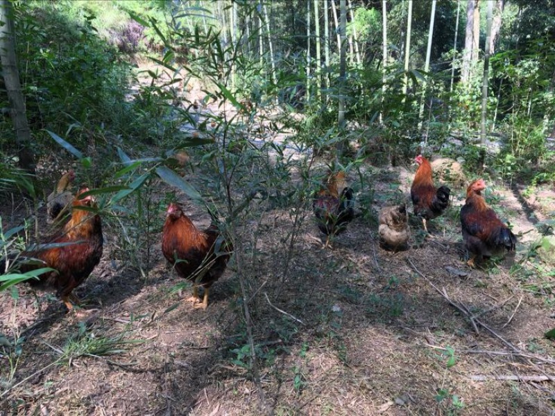 麻鸡6~9月