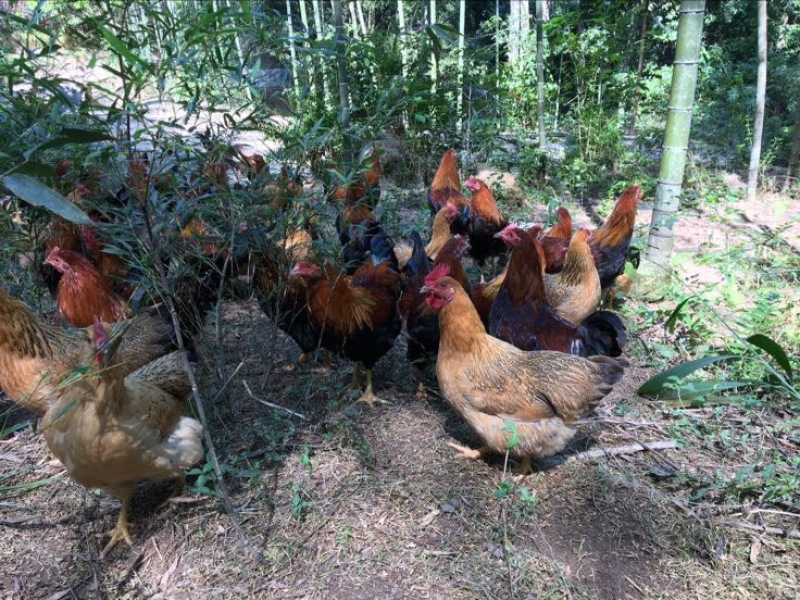 麻鸡6~9月