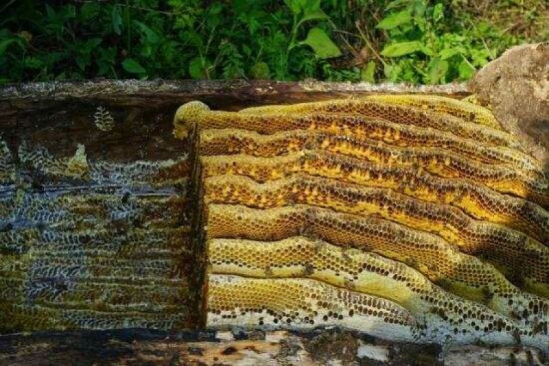 纯野生峰蜜。土蜂蜜，，，，