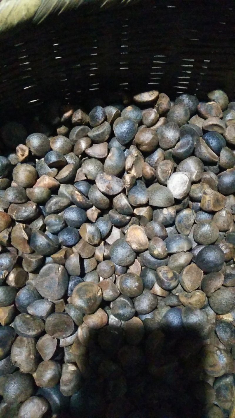油茶籽