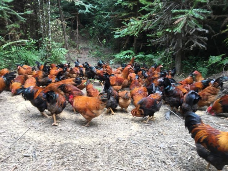 麻鸡9~12月