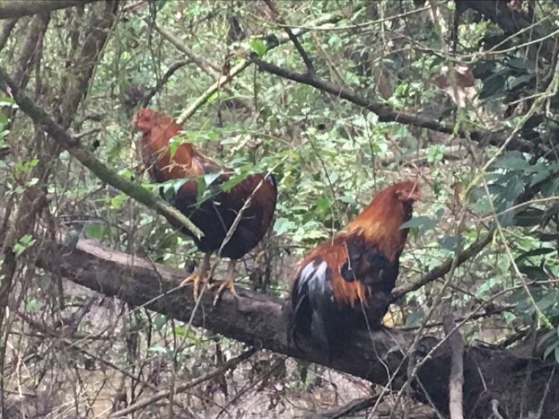 麻鸡9~12月