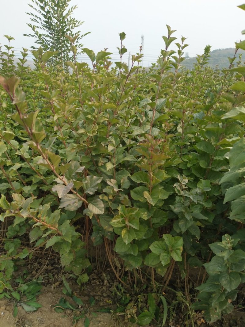 【推荐】小叶丁香自家苗圃存活率保障需要可以咨询了解