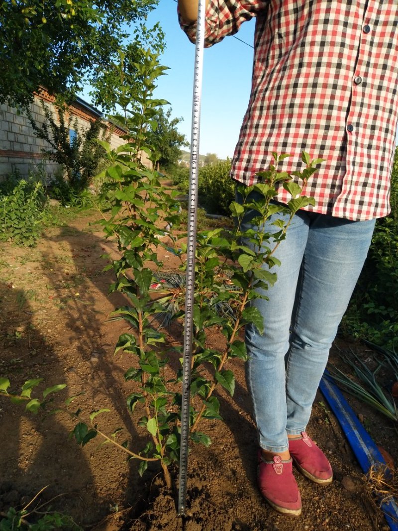 【推荐】小叶丁香自家苗圃存活率保障需要可以咨询了解