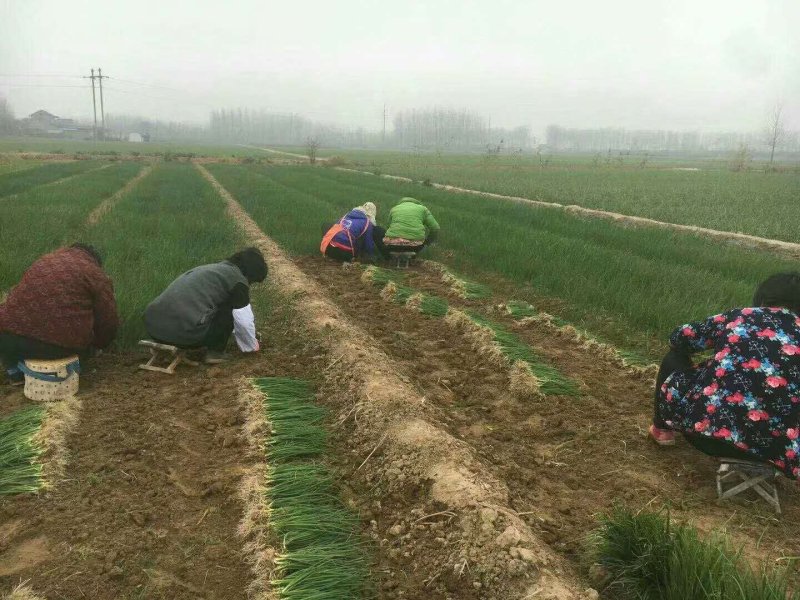 洋葱苗圆葱苗葱头苗抗病产地山东提供种植技术2