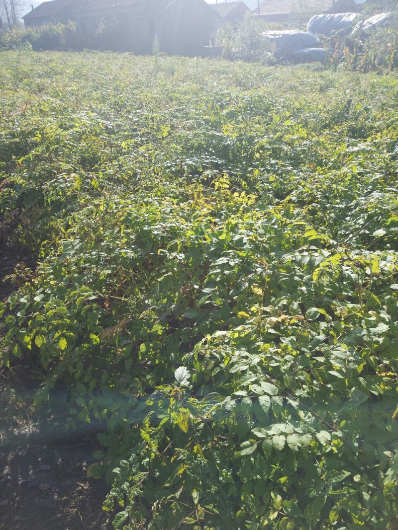 刺嫩芽苗