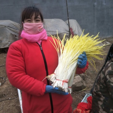 蒜黄伙计们蒜黄基地等你到来