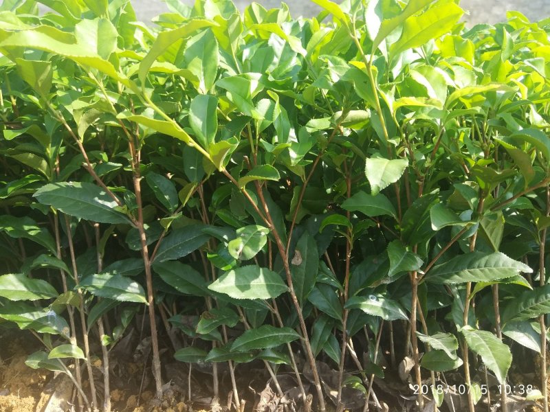 茶苗，良种茶苗